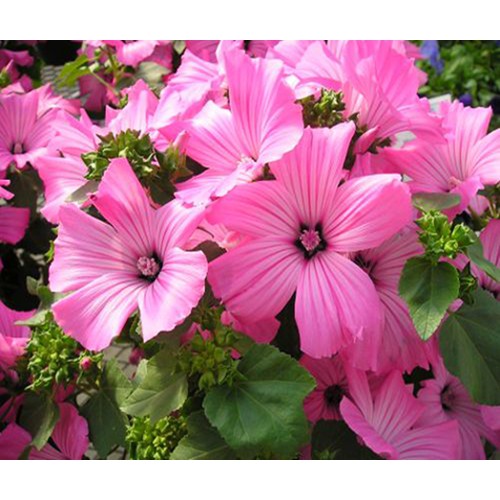 Hạt giống Hoa Cẩm Quỳ màu Hồng - Gói 0,5 gram