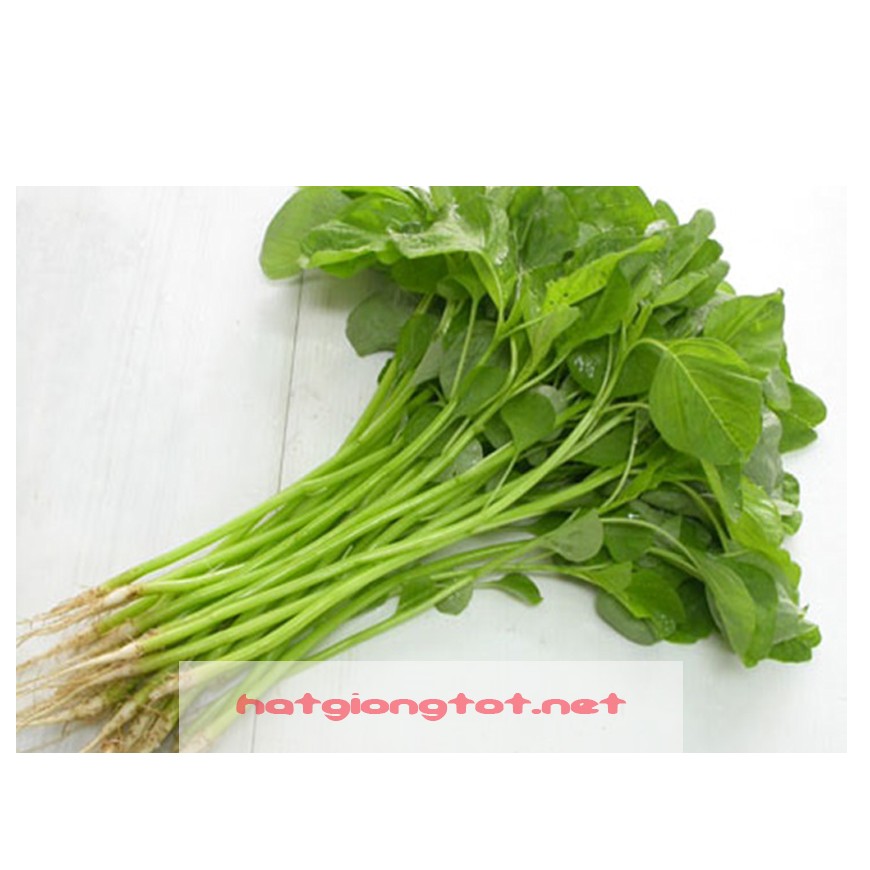 Hạt giống rau dền cơm