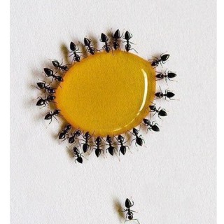 Diệt kiến gián côn trùng sinh học / diệt kiến dán