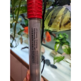 Đèn LED TANNING cá rồng đỏ cá không đỏ nước