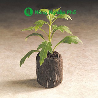 Viên nén xơ dừa ươm hạt - 1 viên - Nông Nghiệp Phố