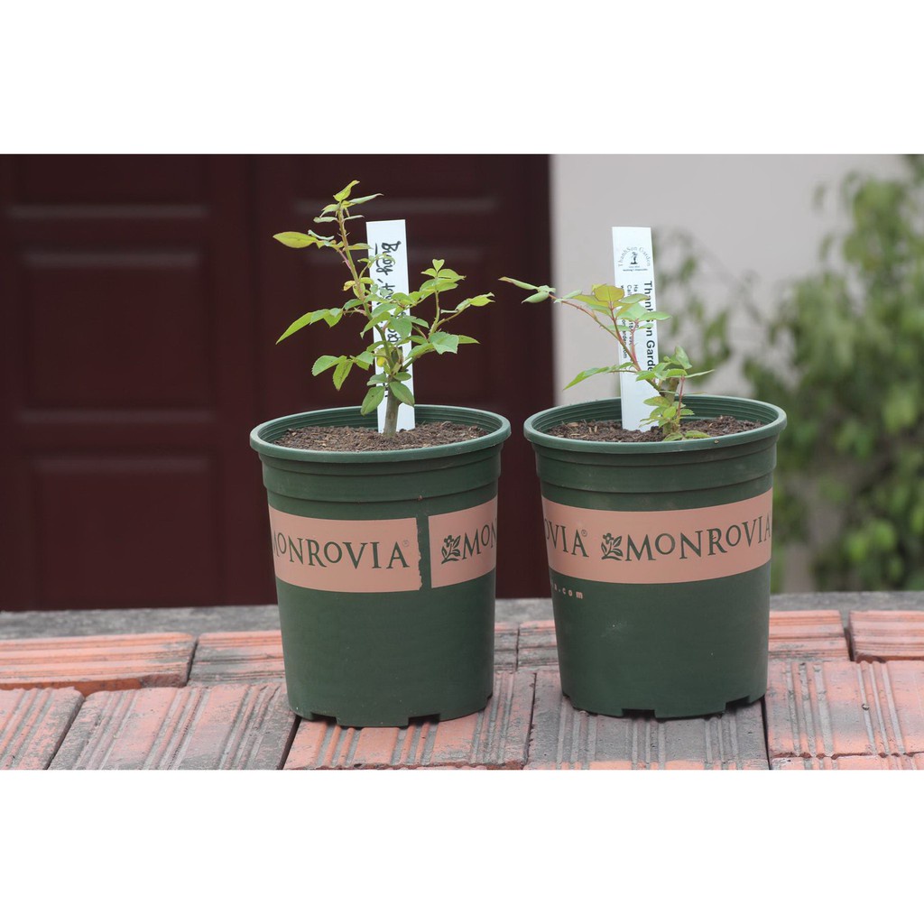 Chậu trồng hoa Moronvia 1GAL ( 16x17cm)