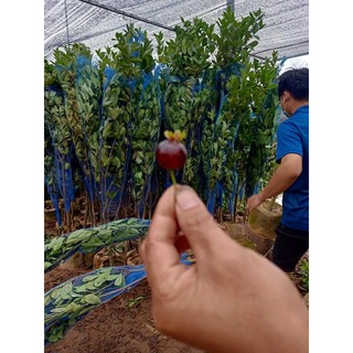 2 chery đang trái 1,8m
