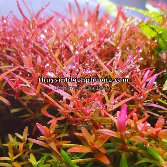 ROTALA COLORATA - VẨY ỐC ĐỎ 3 LÁ - CÂY THỦY SINH MÀU ĐỎ SIÊU XINH