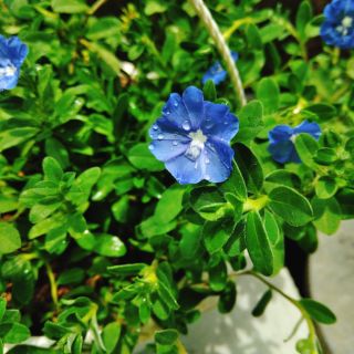 Hoa Thanh Tú (Blue Daze)