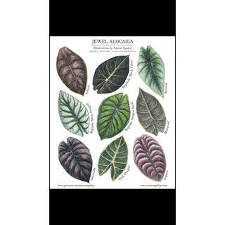 alocasia dragon scale(môn vảy rồng xanh)chậu 1 cây lớn