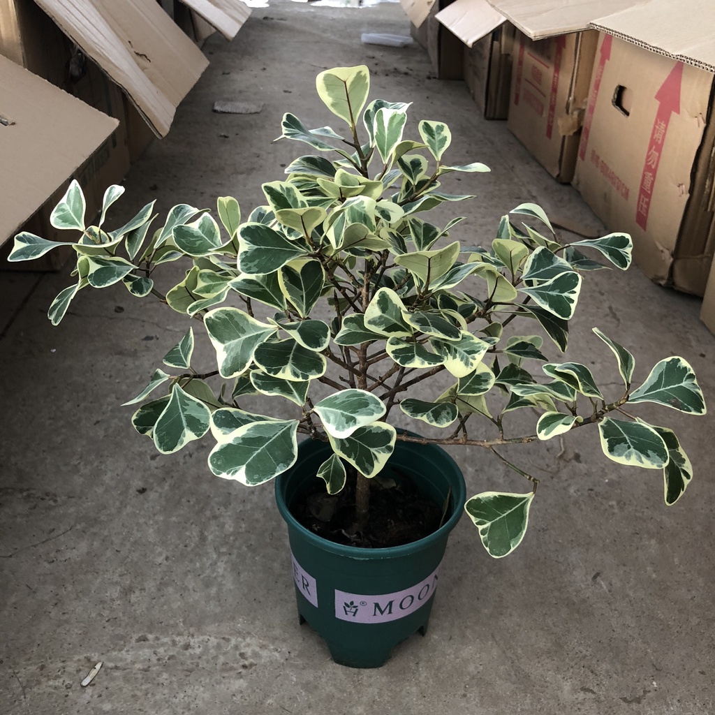 Cây bàng cẩm thạch lá tim, Cao 25cm gốc to khỏe mạnh lá đốm bắt mắt sức sống mãnh liệt, thích hợp trang trí tiểu cảnh