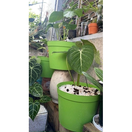 combo 4 chậu nhựa vân gỗ size 30cm