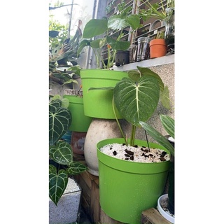Combo 4 chậu nhựa vân gỗ size 30cm