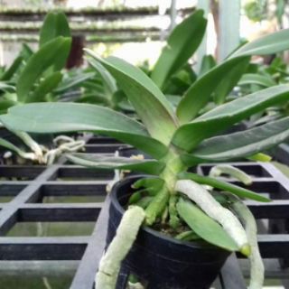 2 cây lan ngọc điểm