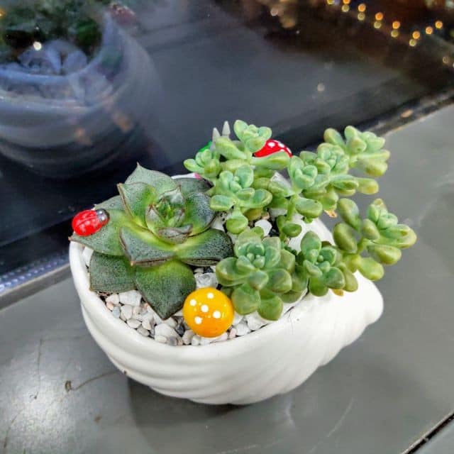 Chậu sứ thiết kế hình vỏ ốc trồng cây cảnh tranh trí vườn, nhiều màu