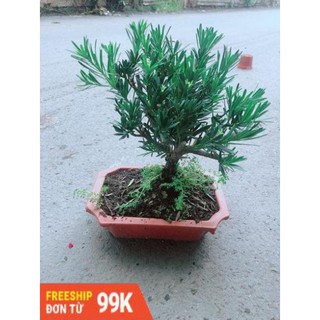 Chậu Tùng Vạn Niên Size Lớn