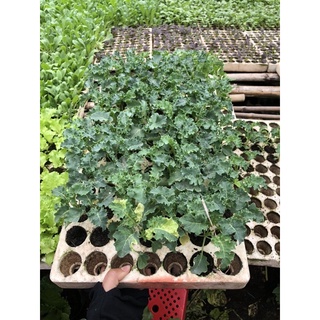 cây giống cải kale (blue kale)