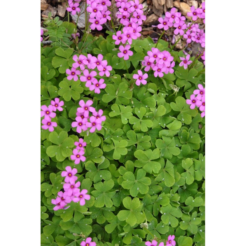 Oxalis articulata - Cỏ 3 lá