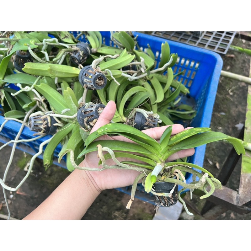 Đai Châu Lá Lỗi Giá Rẽ