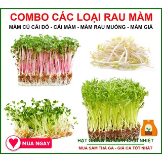 Combo 4 Loại Hạt Giống Cải Mầm, Mầm Củ Cải Đỏ, Mầm Rau Muống, Mầm Giá