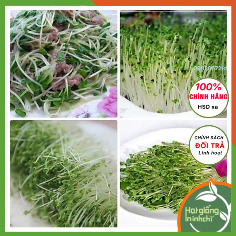 Hạt giống rau mầm cải xanh (cải canh), nhanh thu hoạch, dễ trồng, giầu dinh dưỡng, Gói 25 gram