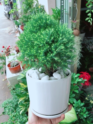 Chậu Cây Tùng Bồng Lai