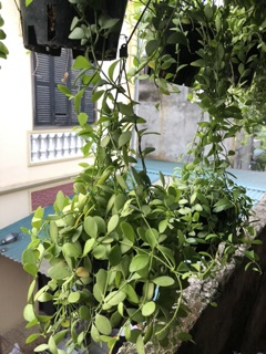 Lan hạt dưa giỏ treo ( lớn )