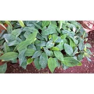 Cây giống Chuối Đỏ Dacca .