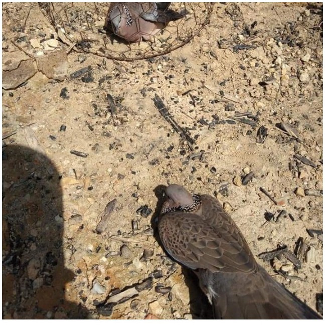 Giò bẫy cu gáy, giò cu gáy bộ 10 chân cắm, cáp se 4