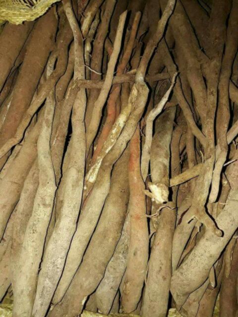 Sâm Cau Đỏ rừng xô [1kg] chuẩn cau đỏ rừng