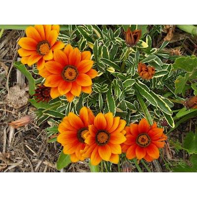 20 Hạt Giống Hoa cúc Gazania (cúc châu Mỹ)