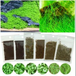 HẠT GIỐNG THỦY SINH - TRÂN CHÂU LÁ NHỎ- LÁ LỚN- CỎ TÌNH YÊU- NGƯU MAO CHIÊN