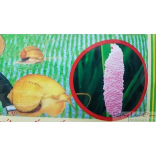 Thuốc diệt ốc VT-DAX 700wp.gói 35g