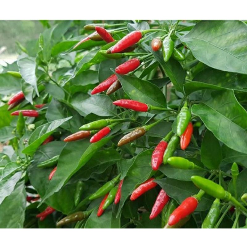 Ớt thóc phơi khô tự nhiên