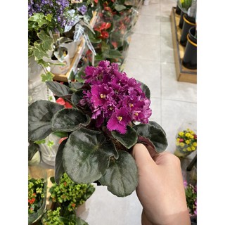 cây tử linh lan( violet châu phi) có kèm video cây
