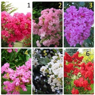Cây giống tường vi