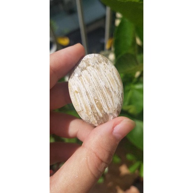 San hô hóa thạch