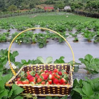 Com bo 10 cây dâu tây hana siêu ngọt