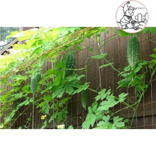 HẠT KHỔ QUA RỪNG TRÁI NGẮN - GÓI 10 HẠT