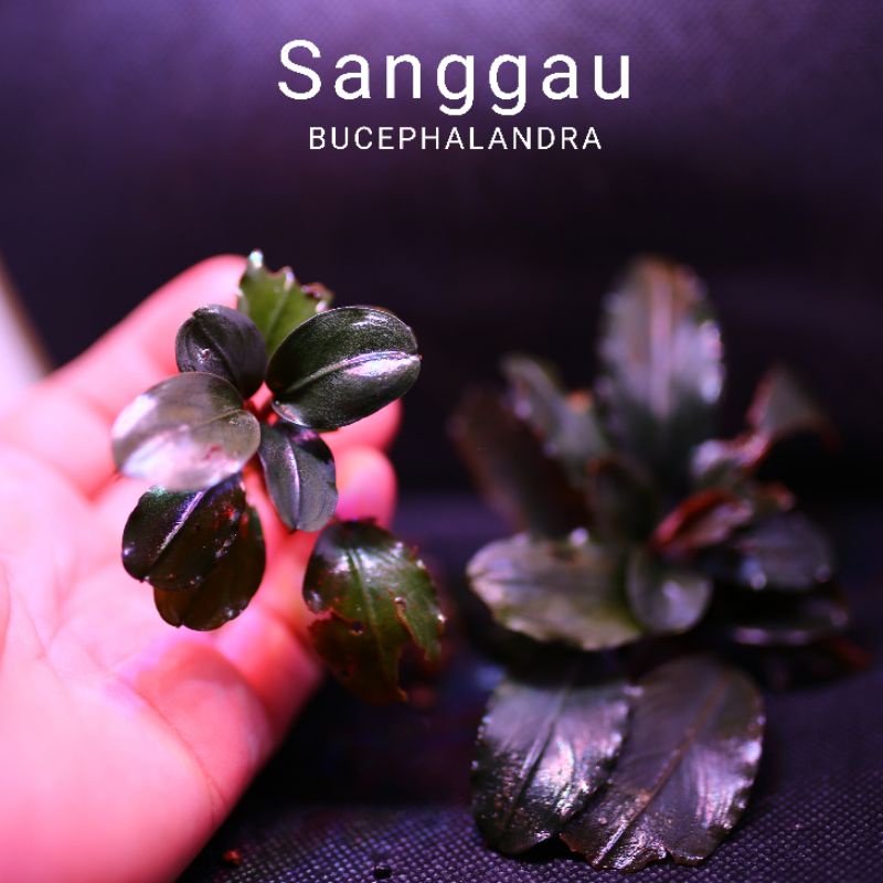 Bucep Sanggau | Cây thủy sinh lá siêu đỏ | Hàng ngọn | lá cạn