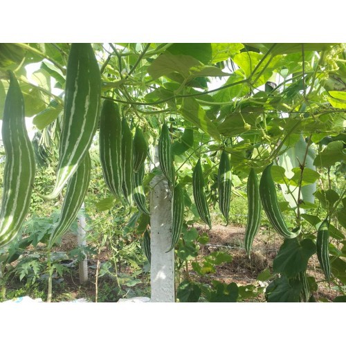 [Rẻ Vô Địch] hạt giống Lặc Lày cao sản