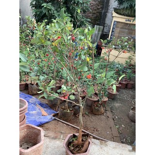 cây táo bon sai cơ lớn