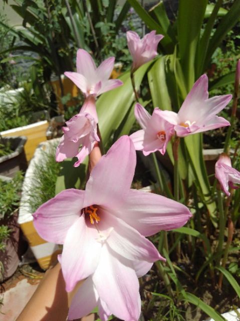 Củ hoa huệ mưa cherry pink bông to có sẵn lá, rễ