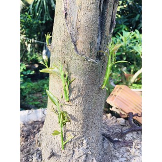 PHÂN BÓN BUNG ĐỌT RA RỄ- CHAI 1Lit