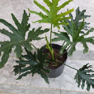 Trầu Bà Thanh Xuân(tặng kèm phân bón)
