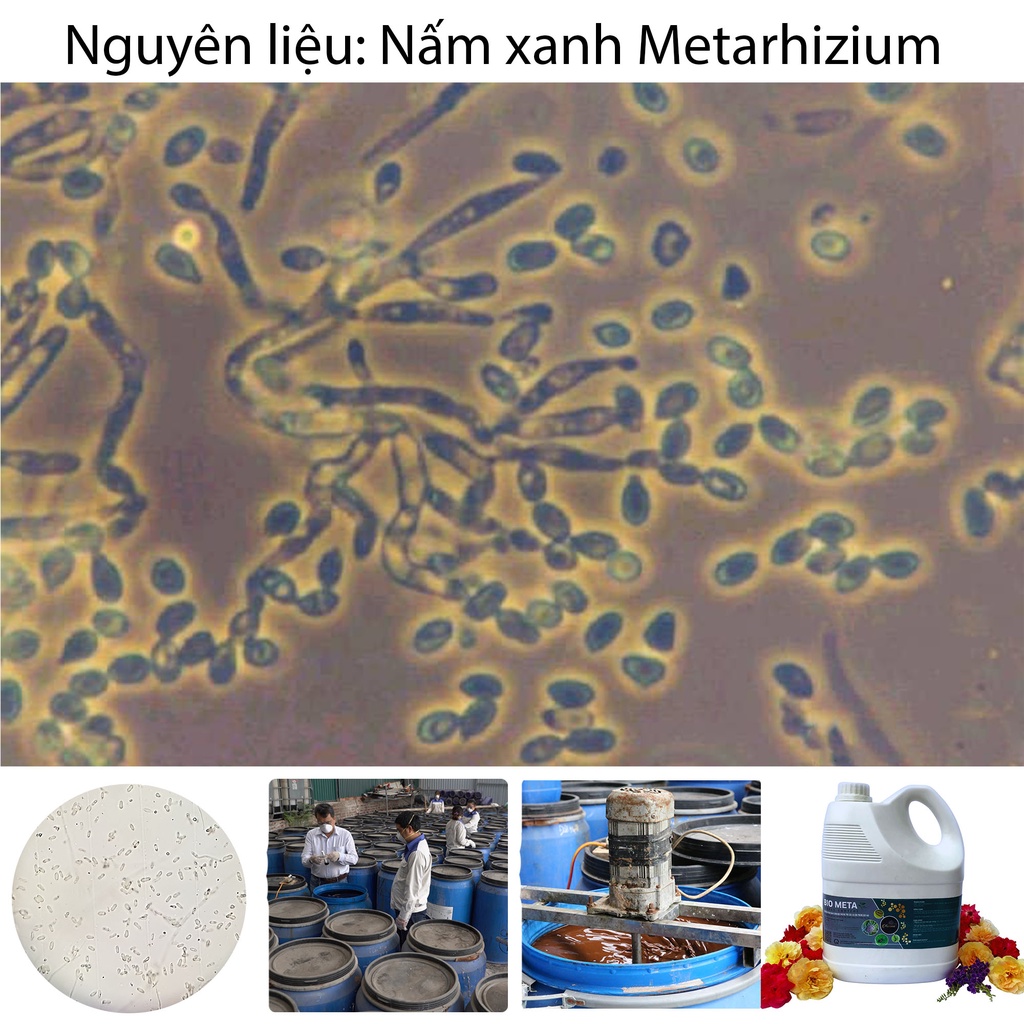 Chế phẩm sinh học nấm xanh metarhizium diệt sùng đất, rết, bọ cánh cứng, châu chấu và côn trùng gây hại cho cây ROSAVA