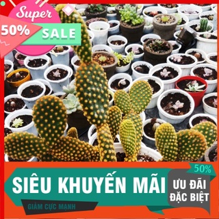 Sương rồng tai thỏ trung