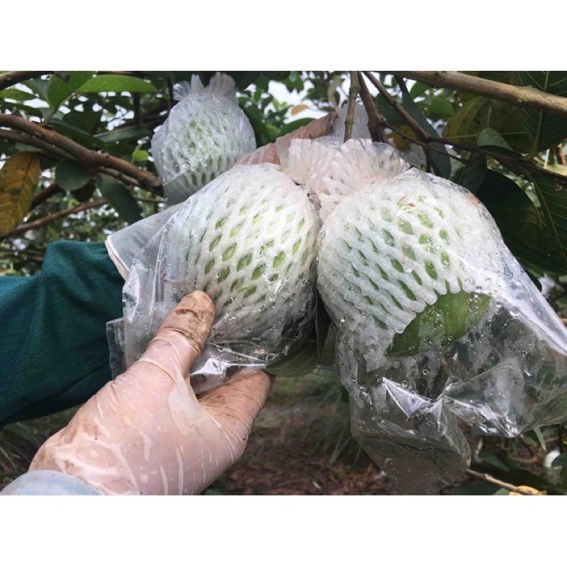Túi xốp bọc ổi đã bao gồm có Xốp + chun + nilon rồi 79k/kg