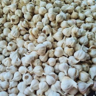 1kg tỏi Phan Rang