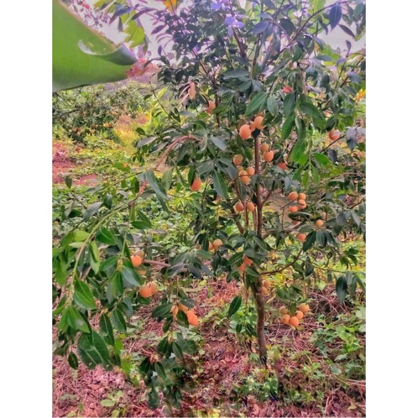 Cây Thanh Trà cây chiết sẵn hoa