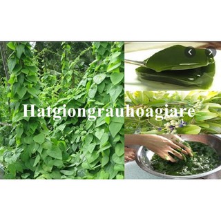 Hạt giống sương sâm lông tặng kèm kích mầm