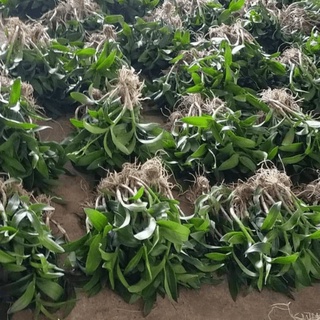 Dendro nắng, màu sắp hoa