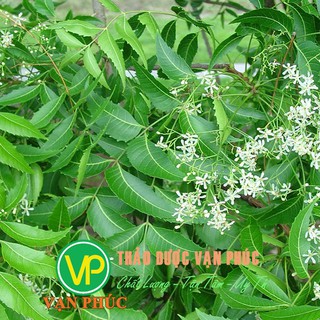 Lá neem Ấn Độ 1kg