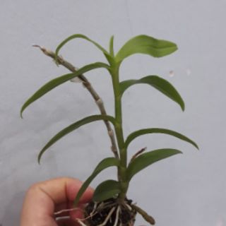 Combo 2 chậu hoa phong lan- phi điệp trắng gieo hạt